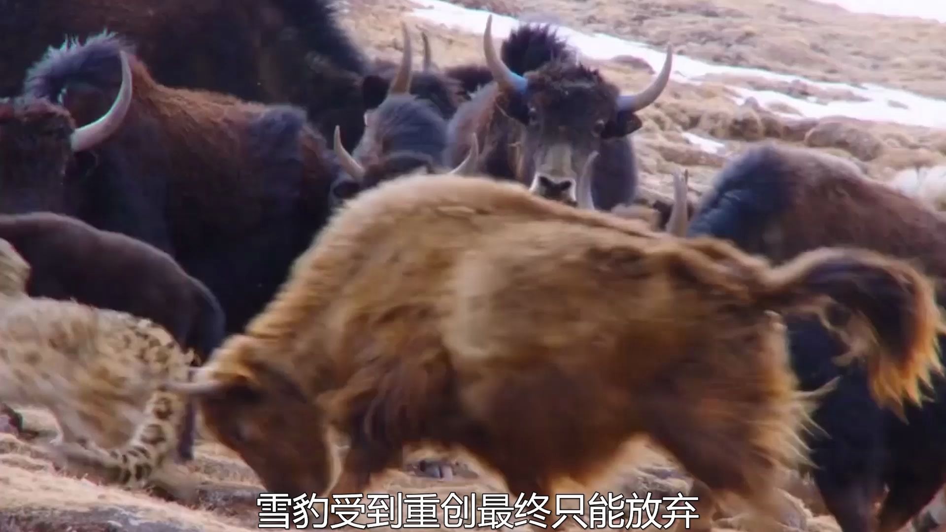 星空体育平台安全-包含罕见对战，惊险情节不断升级的词条